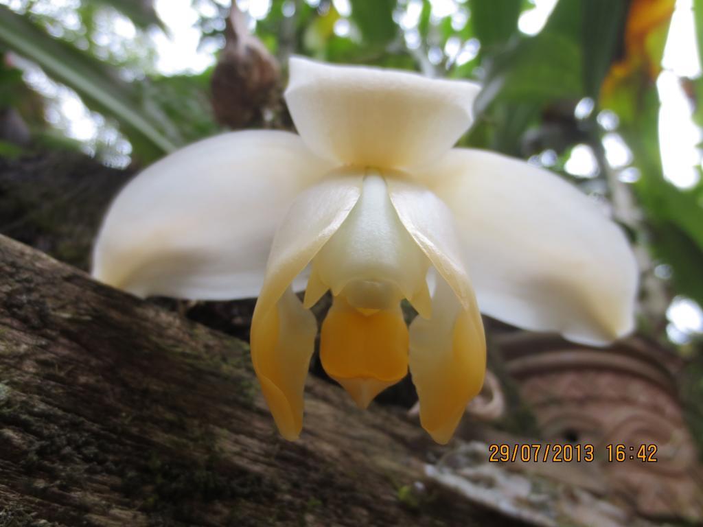 Cabañas Armonía y Jardín de Orquídeas Mindo Exterior foto