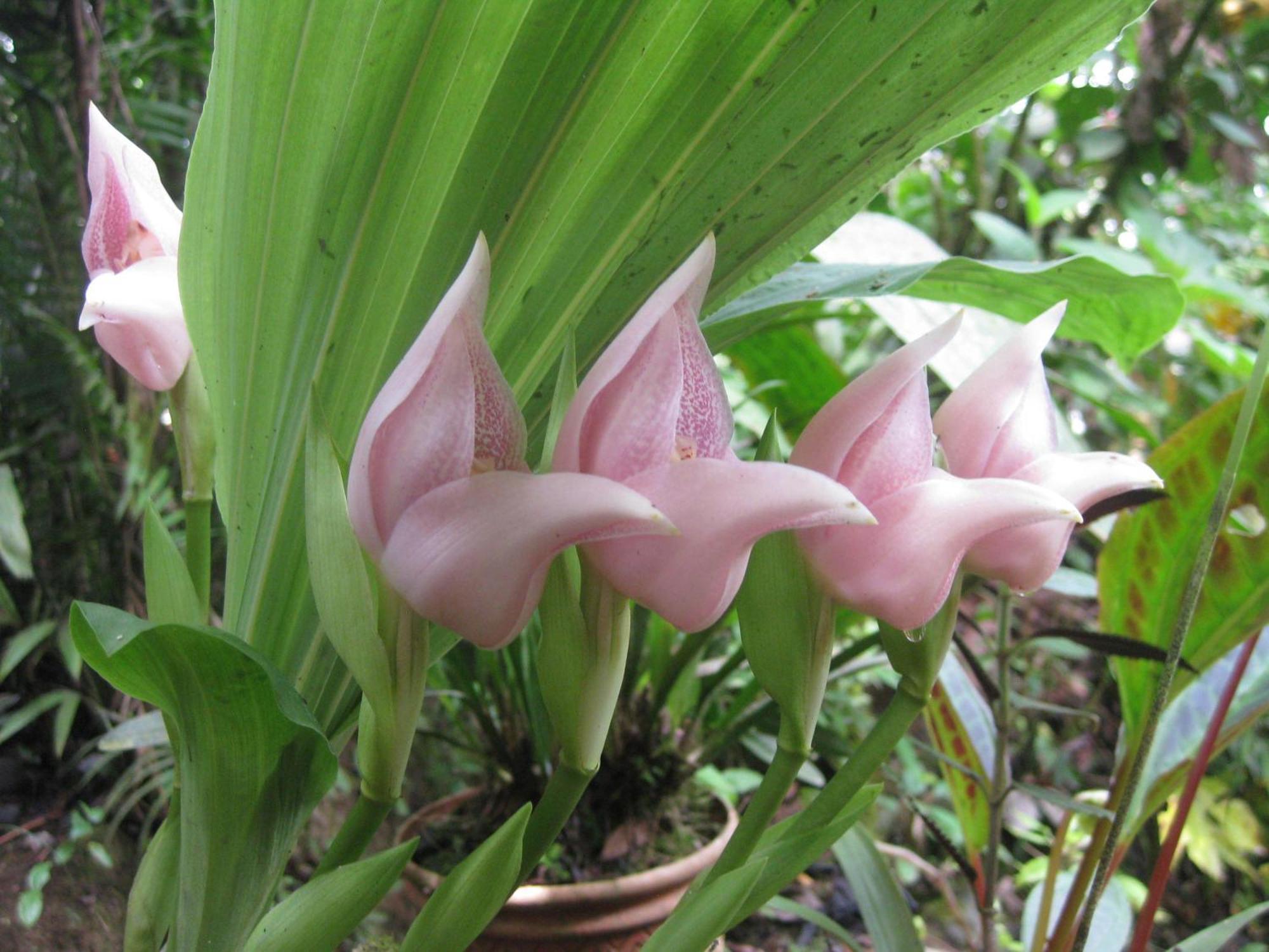 Cabañas Armonía y Jardín de Orquídeas Mindo Exterior foto