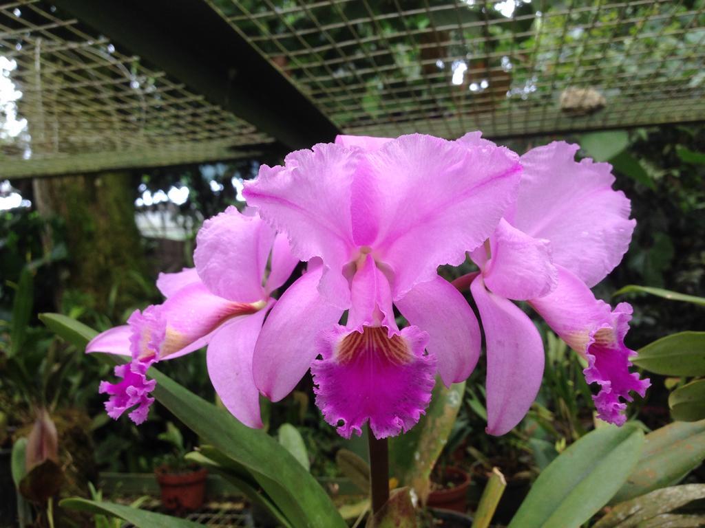 Cabañas Armonía y Jardín de Orquídeas Mindo Exterior foto