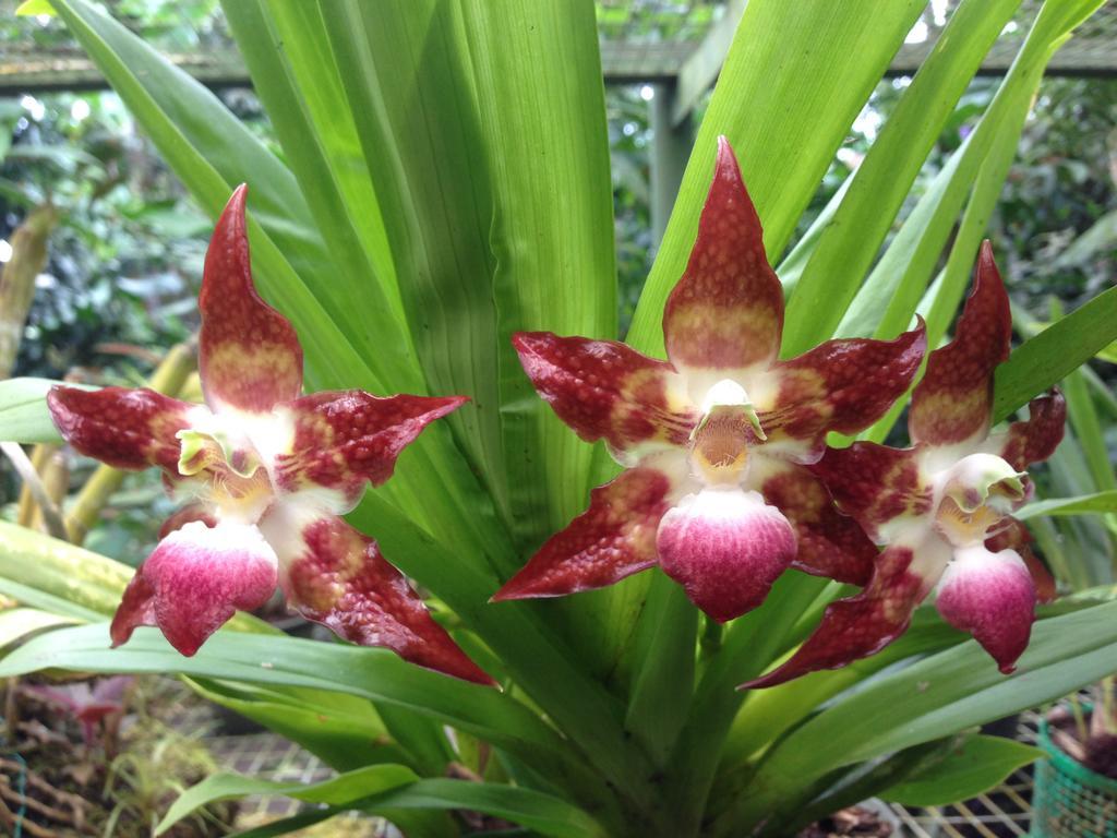 Cabañas Armonía y Jardín de Orquídeas Mindo Exterior foto