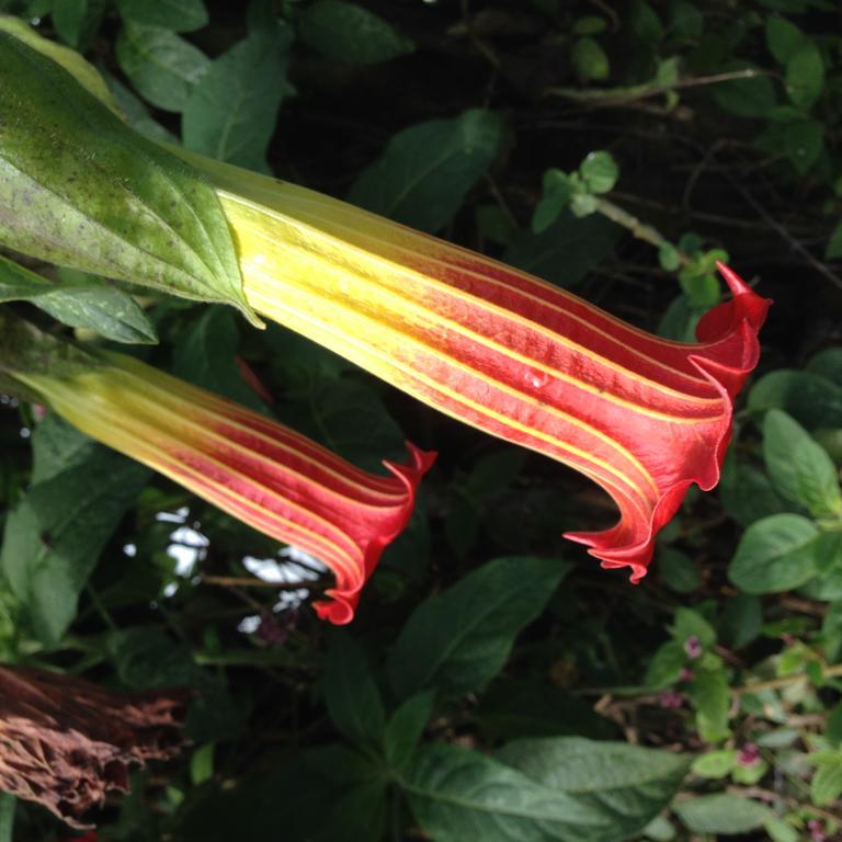 Cabañas Armonía y Jardín de Orquídeas Mindo Exterior foto