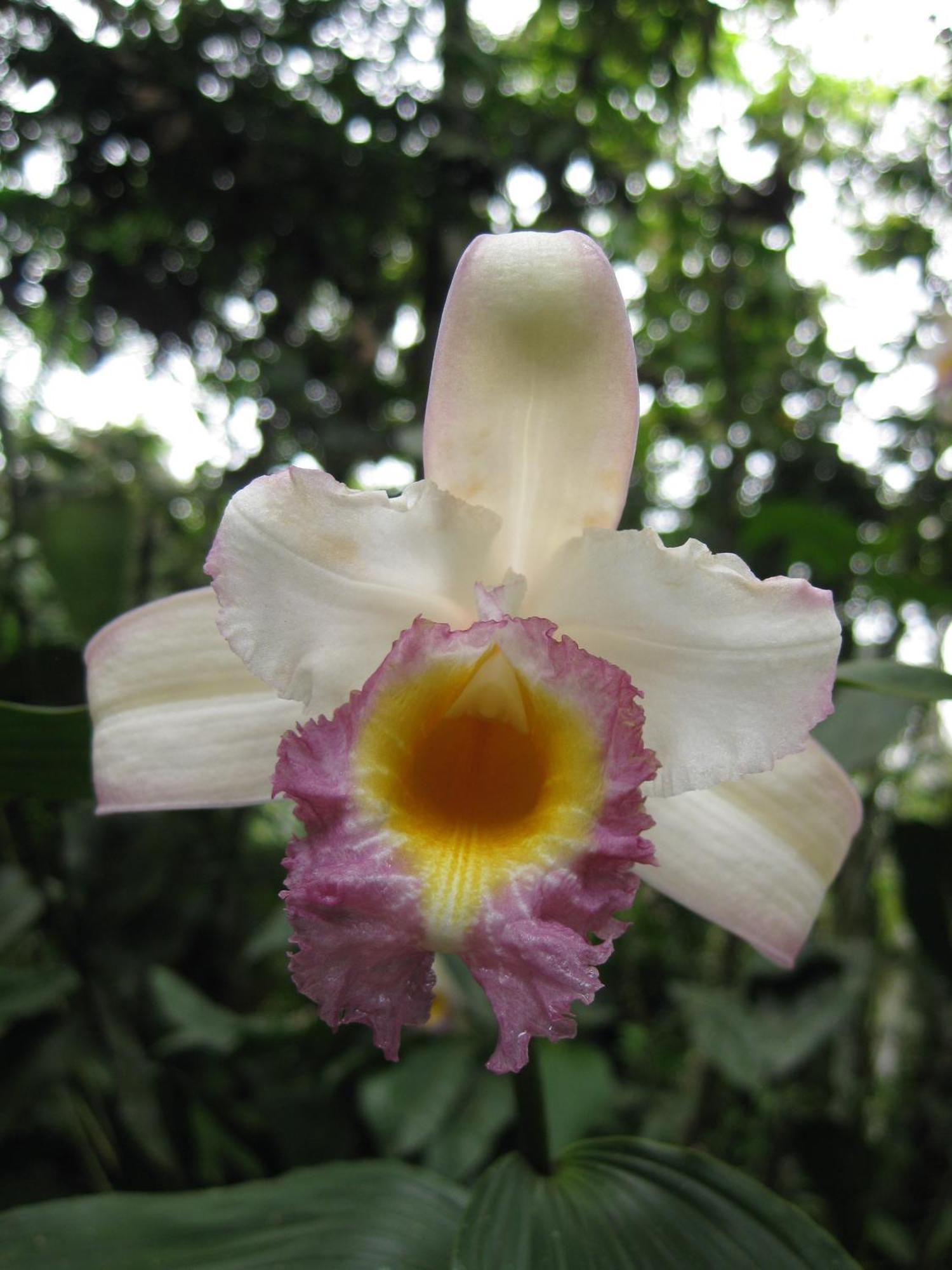 Cabañas Armonía y Jardín de Orquídeas Mindo Exterior foto