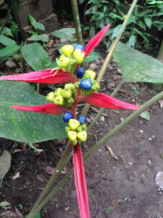 Cabañas Armonía y Jardín de Orquídeas Mindo Exterior foto