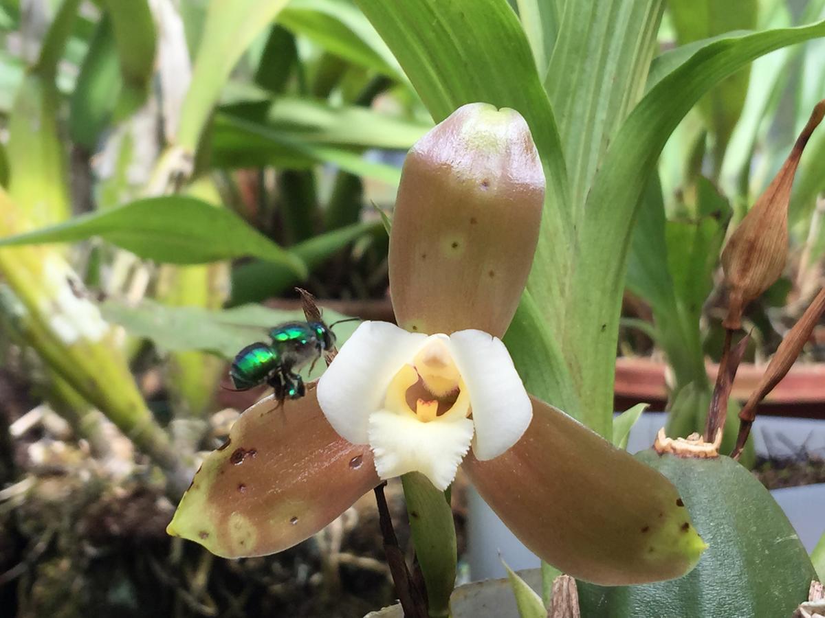 Cabañas Armonía y Jardín de Orquídeas Mindo Exterior foto