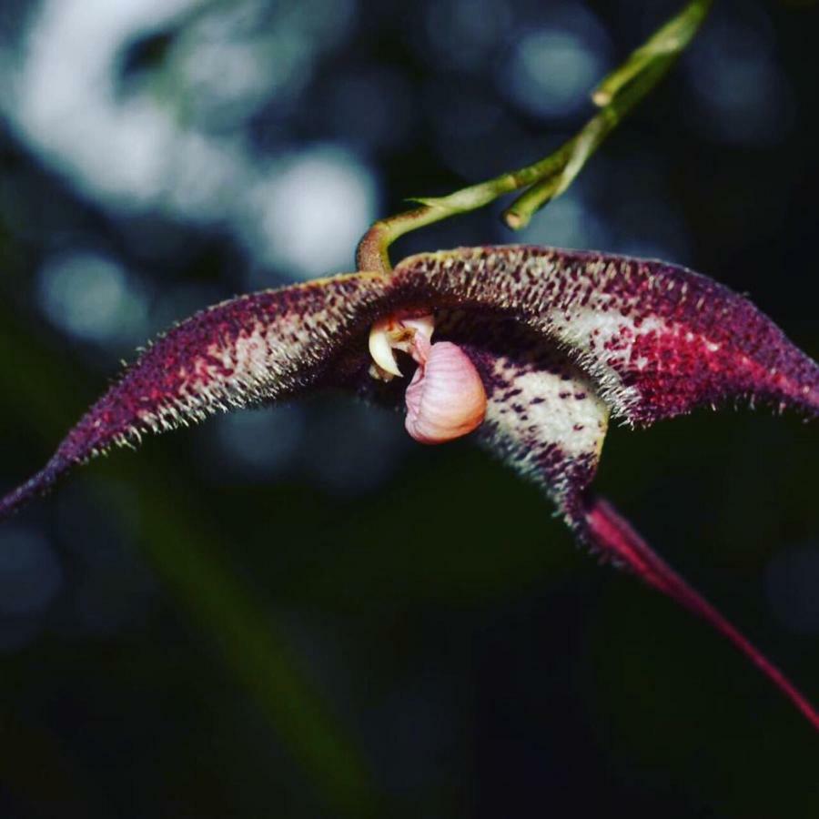 Cabañas Armonía y Jardín de Orquídeas Mindo Exterior foto